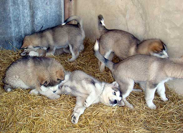 Аляскинский маламут Отважное сердцце сибири щенки