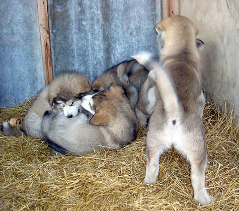 Аляскинский маламут Отважное сердцце сибири щенки