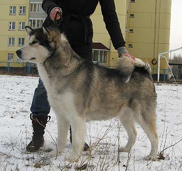 Аляскинский маламут Отважное сердцце сибири