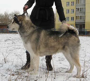 Аляскинский маламут Отважное сердцце сибири